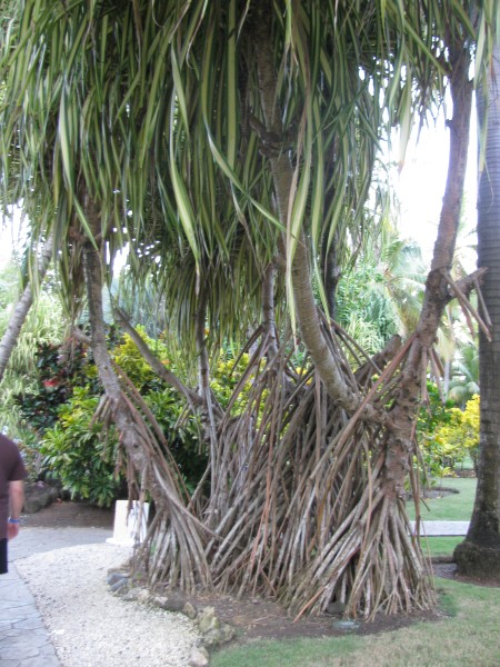 Dominican Republic 073.jpg